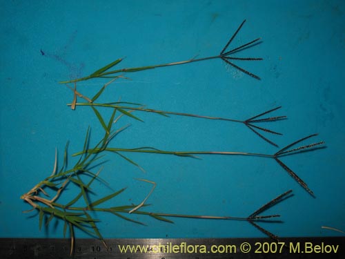 Image of Poaceae sp. #2452 (). Click to enlarge parts of image.