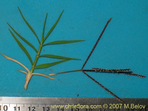 Imágen de Poaceae sp. #2452 (). Haga un clic para aumentar parte de imágen.