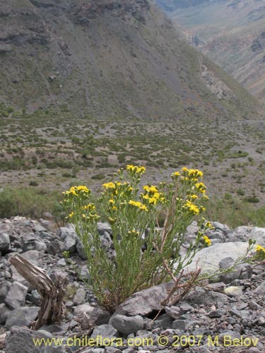 Image of Senecio anthemidiphyllus (). Click to enlarge parts of image.