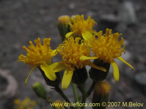 Image of Senecio anthemidiphyllus (). Click to enlarge parts of image.