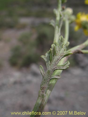 Image of Senecio anthemidiphyllus (). Click to enlarge parts of image.
