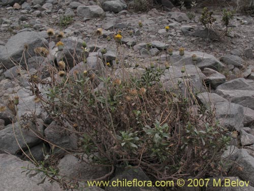 Bild von Haplopappus velutinus (). Klicken Sie, um den Ausschnitt zu vergrössern.