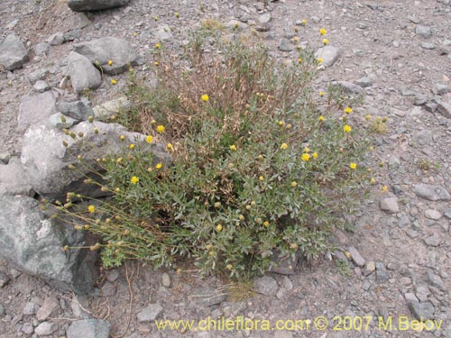 Bild von Haplopappus velutinus (). Klicken Sie, um den Ausschnitt zu vergrössern.