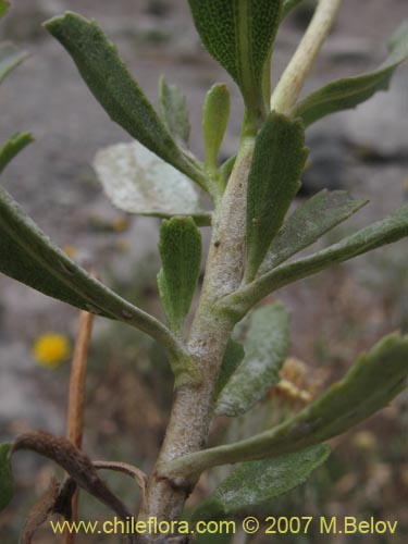 Bild von Haplopappus velutinus (). Klicken Sie, um den Ausschnitt zu vergrössern.