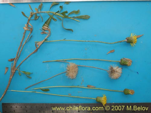 Bild von Haplopappus velutinus (). Klicken Sie, um den Ausschnitt zu vergrössern.