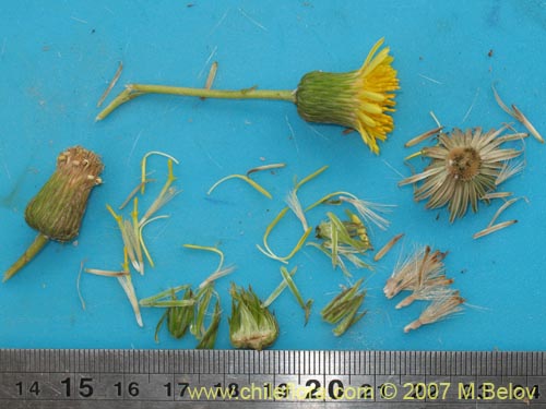 Bild von Haplopappus velutinus (). Klicken Sie, um den Ausschnitt zu vergrössern.