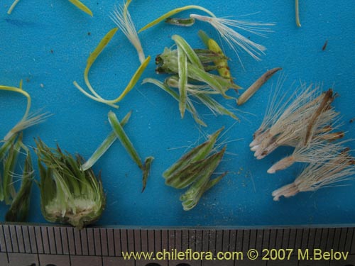 Bild von Haplopappus velutinus (). Klicken Sie, um den Ausschnitt zu vergrössern.