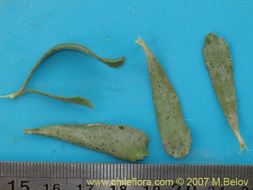 Bild von Haplopappus velutinus (). Klicken Sie, um den Ausschnitt zu vergrössern.