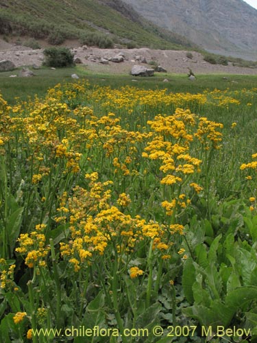 Imágen de Senecio fistulosus (Hualtata). Haga un clic para aumentar parte de imágen.