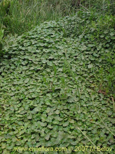 Image of Hydrocotyle ranunculoides (). Click to enlarge parts of image.