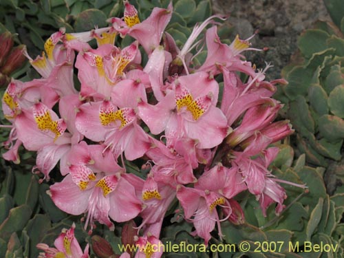 Image of Alstroemeria umbellata (Lirio de cordillera rosado). Click to enlarge parts of image.