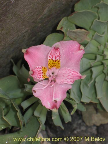 Image of Alstroemeria umbellata (Lirio de cordillera rosado). Click to enlarge parts of image.