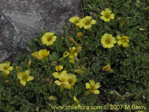 Bild von Oxalis sp. #7181 (). Klicken Sie, um den Ausschnitt zu vergrössern.