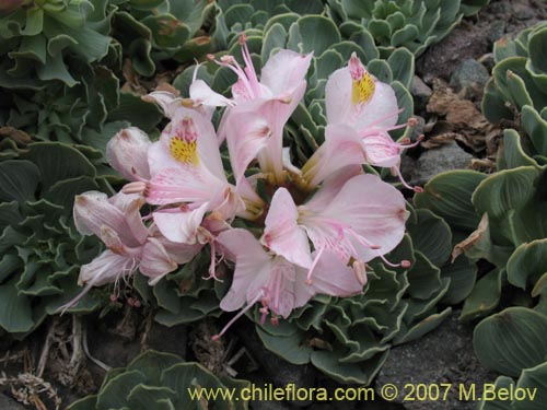 Image of Alstroemeria umbellata (Lirio de cordillera rosado). Click to enlarge parts of image.