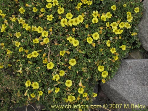 Bild von Oxalis sp. #7181 (). Klicken Sie, um den Ausschnitt zu vergrössern.