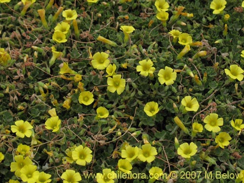 Bild von Oxalis sp. #7181 (). Klicken Sie, um den Ausschnitt zu vergrössern.