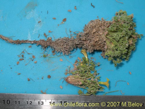 Bild von Oxalis sp. #7181 (). Klicken Sie, um den Ausschnitt zu vergrössern.