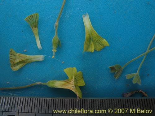 Oxalis sp. #7181의 사진