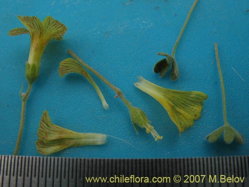Oxalis sp. #7181의 사진