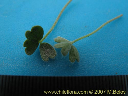 Oxalis sp. #7181의 사진