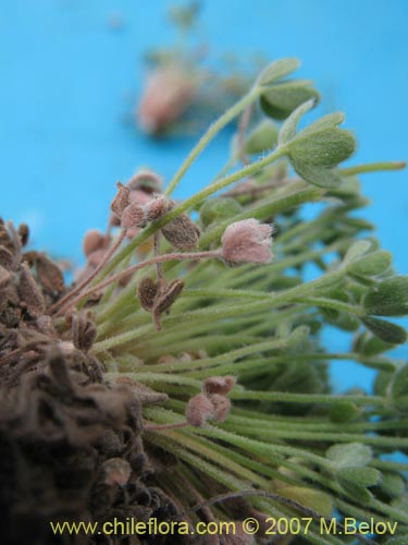 Oxalis sp. #7181의 사진