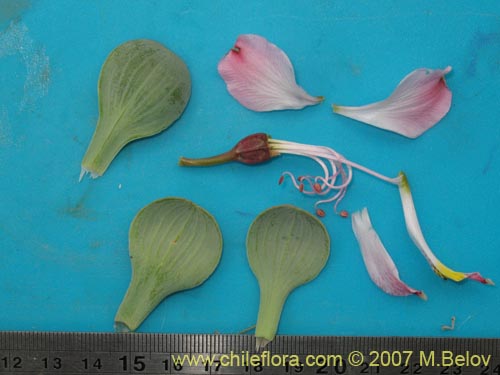 Image of Alstroemeria umbellata (Lirio de cordillera rosado). Click to enlarge parts of image.