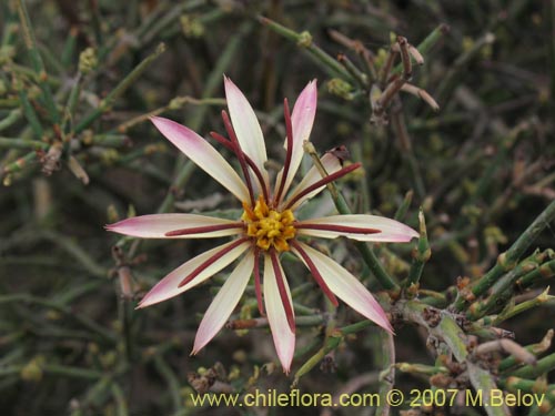 Bild von Mutisia sinuata (). Klicken Sie, um den Ausschnitt zu vergrössern.