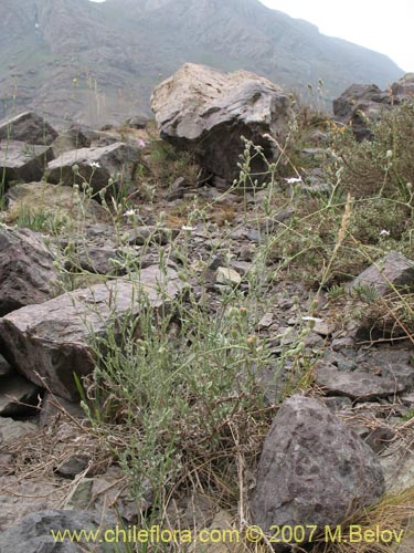 Bild von Leucheria sp. #3045 (). Klicken Sie, um den Ausschnitt zu vergrössern.