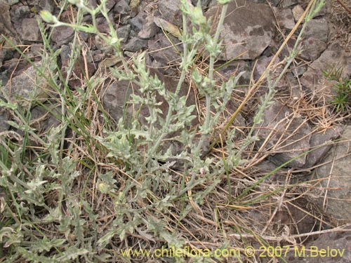 Image of Leucheria sp. #3045 (). Click to enlarge parts of image.