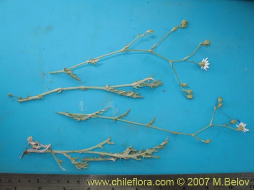 Image of Leucheria sp. #3045 (). Click to enlarge parts of image.