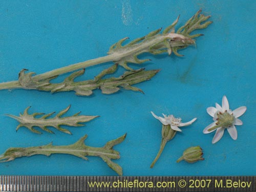 Image of Leucheria sp. #3045 (). Click to enlarge parts of image.