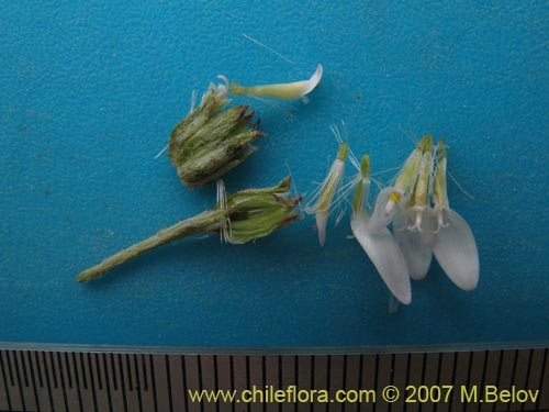 Image of Leucheria sp. #3045 (). Click to enlarge parts of image.