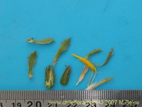 Imágen de Asteraceae sp. #1454 (). Haga un clic para aumentar parte de imágen.