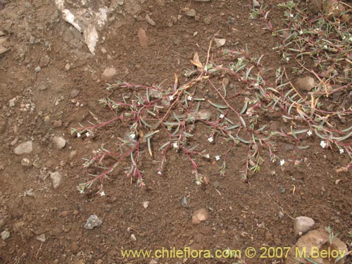 Imágen de Gayophytum micranthum (). Haga un clic para aumentar parte de imágen.