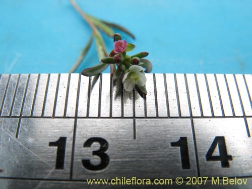 Imágen de Gayophytum micranthum (). Haga un clic para aumentar parte de imágen.