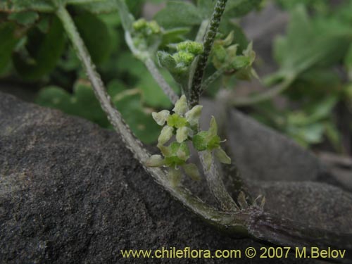 Bild von Bowlesia incana (). Klicken Sie, um den Ausschnitt zu vergrössern.