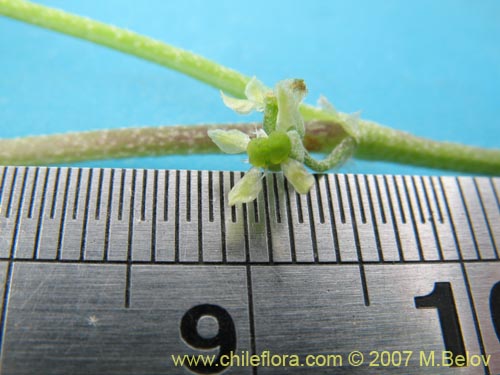 Bild von Bowlesia incana (). Klicken Sie, um den Ausschnitt zu vergrössern.