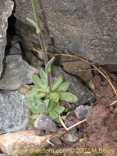 Thlaspi magellanicum의 사진