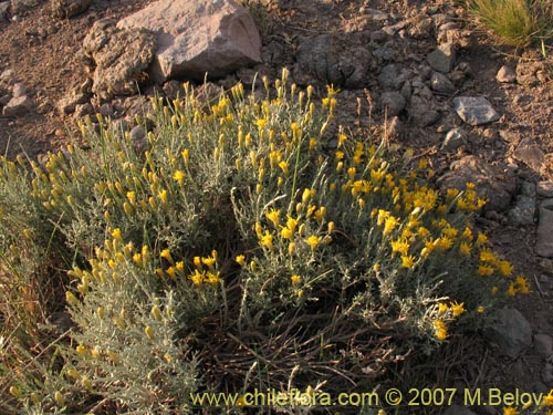Image of Nardophyllum lanatum (Chilca). Click to enlarge parts of image.