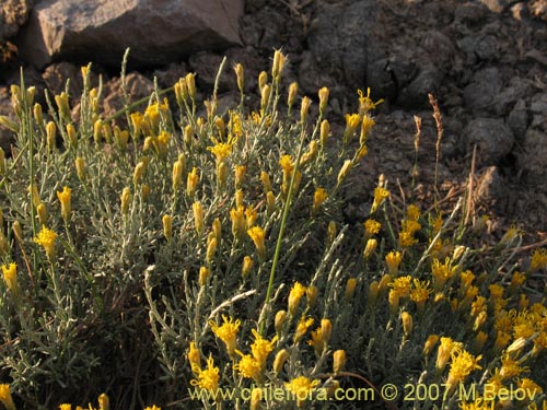 Image of Nardophyllum lanatum (Chilca). Click to enlarge parts of image.