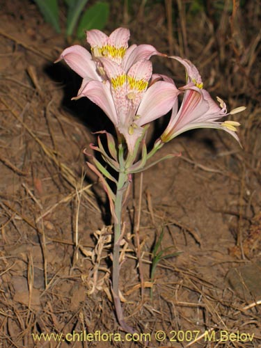 Bild von Alstroemeria pallida (). Klicken Sie, um den Ausschnitt zu vergrössern.