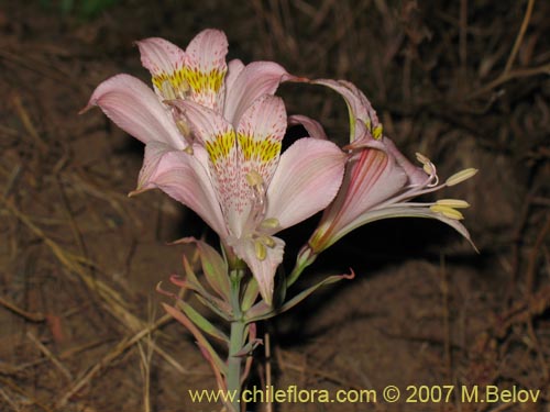 Bild von Alstroemeria pallida (). Klicken Sie, um den Ausschnitt zu vergrössern.