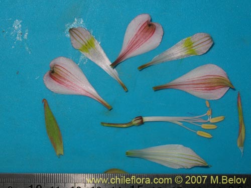 Bild von Alstroemeria pallida (). Klicken Sie, um den Ausschnitt zu vergrössern.
