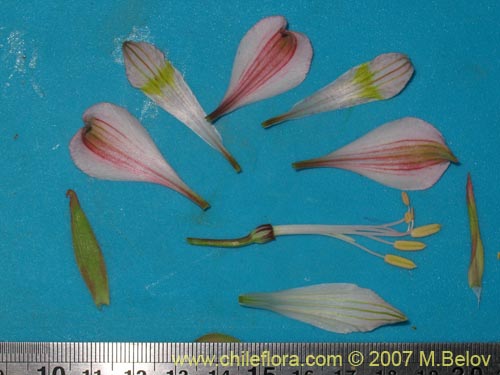 Bild von Alstroemeria pallida (). Klicken Sie, um den Ausschnitt zu vergrössern.