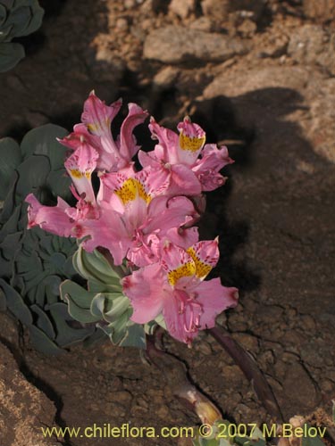Image of Alstroemeria umbellata (Lirio de cordillera rosado). Click to enlarge parts of image.