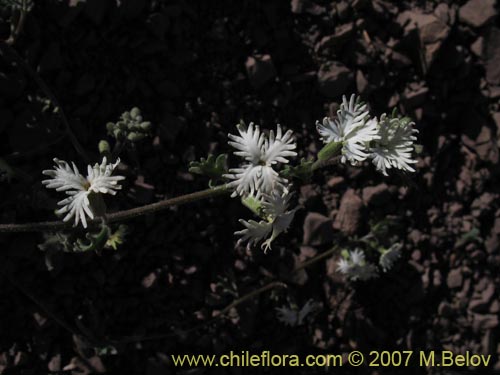 Image of Schizopetalon sp. #0073 (Rabanillo). Click to enlarge parts of image.