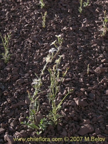 Image of Schizopetalon sp. #0073 (Rabanillo). Click to enlarge parts of image.