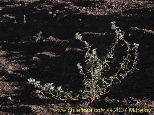 Image of Schizopetalon sp. #0073 (Rabanillo). Click to enlarge parts of image.
