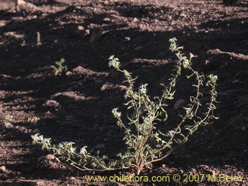 Image of Schizopetalon sp. #0073 (Rabanillo). Click to enlarge parts of image.