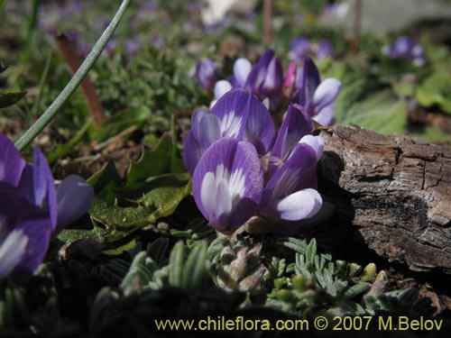 Bild von Fabaceae sp. #1017 (). Klicken Sie, um den Ausschnitt zu vergrössern.